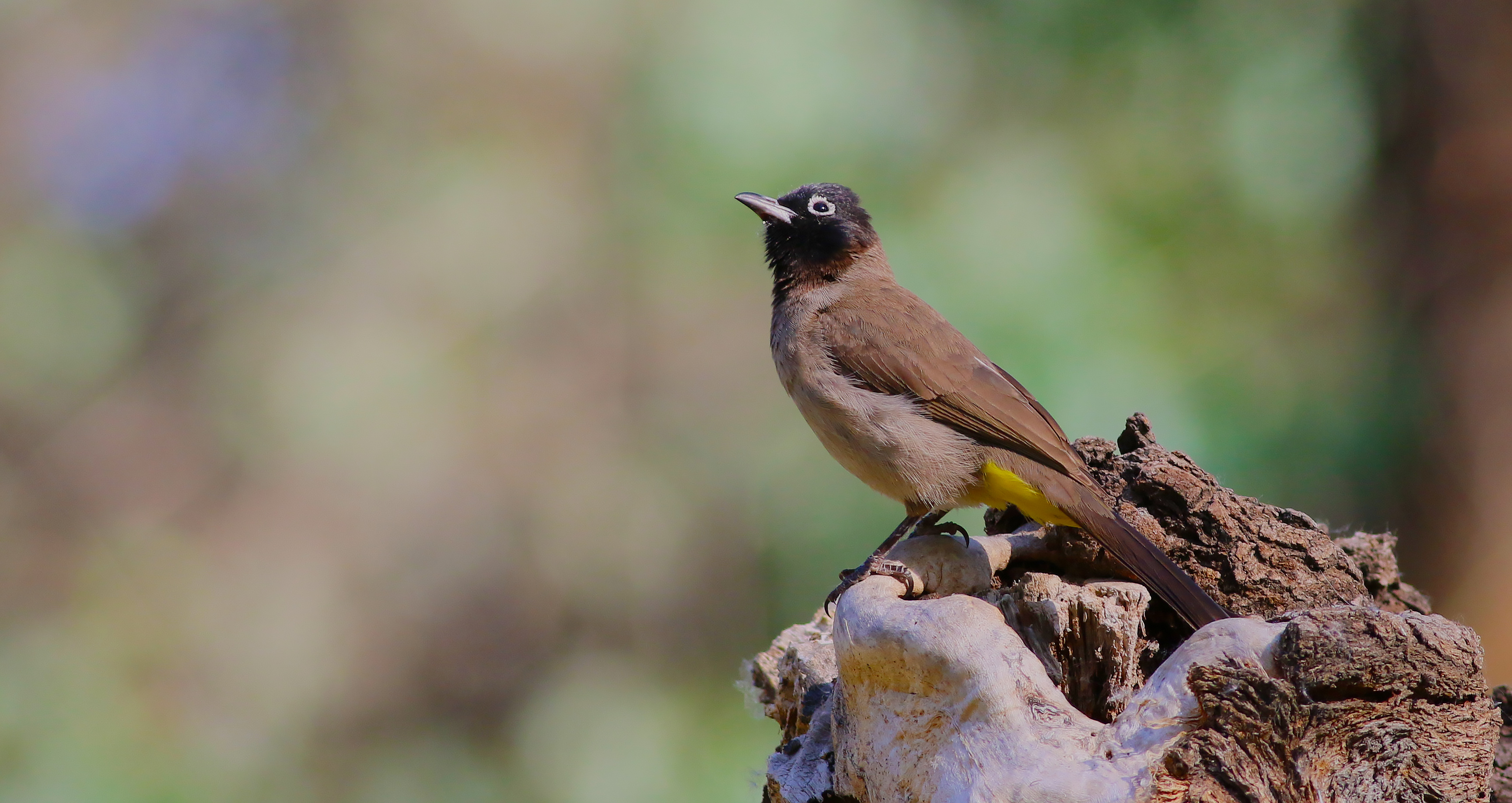 White-spectacled Bulbul